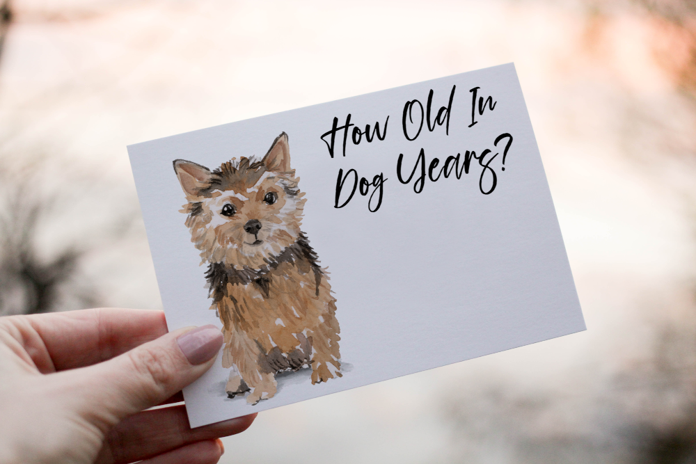 Norfolk Terrier Dog Birthday Card, Dog Birthday Card - Click Image to Close